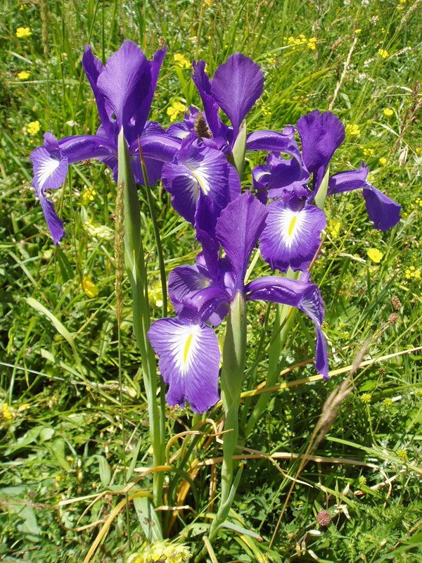 Iris latifolia