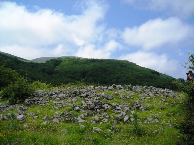 Sorotako trikuharria