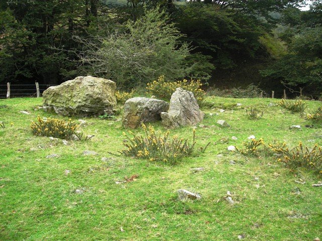 Odiego hegoko trikuharria