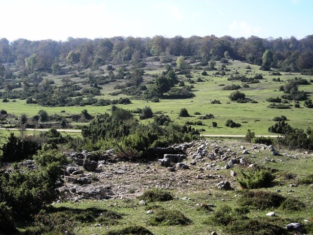 Itaida ipar  trikuharria