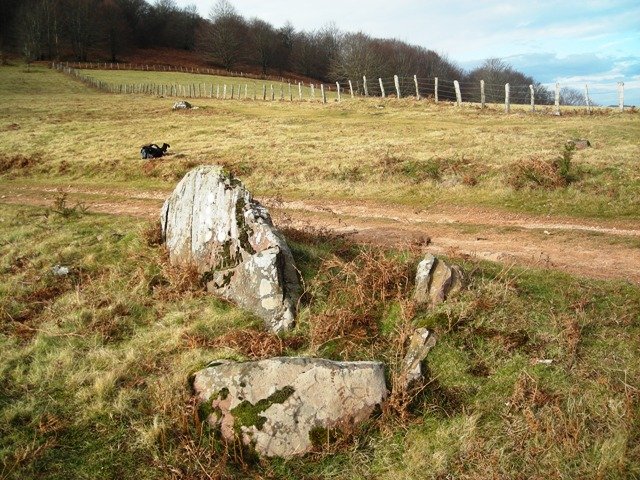 Berdaritzeko  trikuharria