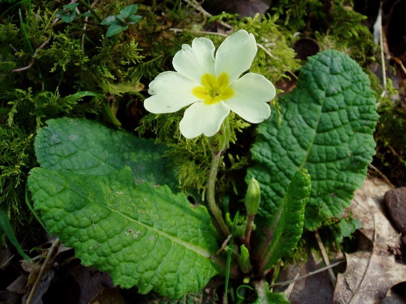 Primula acaulis