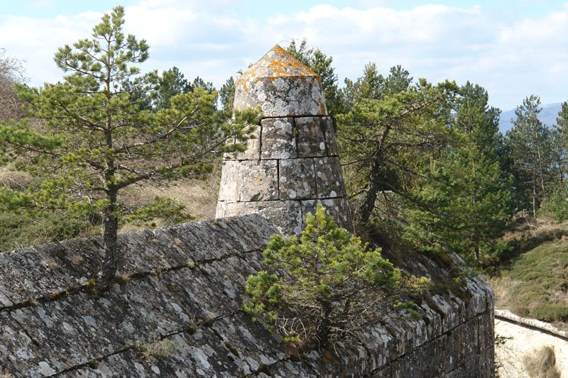 Pinuak harresian hazten