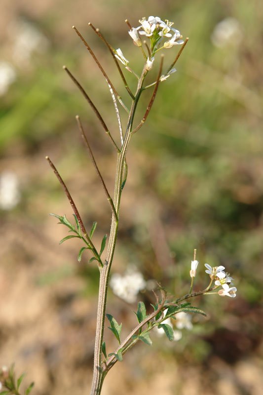 Loreak, silikuak eta goiko hostoak