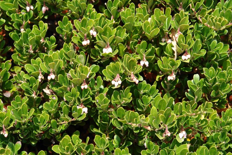 Azeri mahatsa (Arctostaphylos uva-ursi)