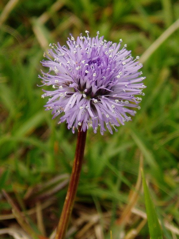 Globularia nudicaulis