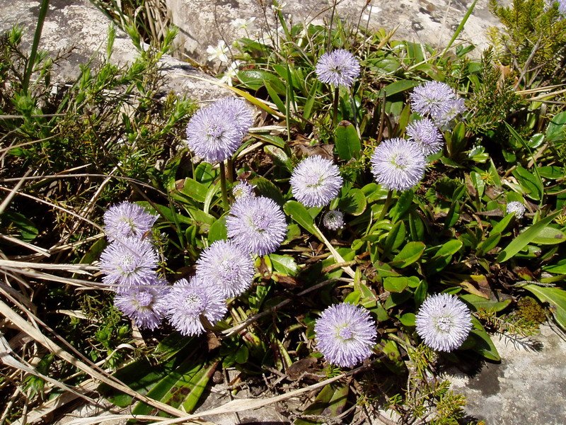 Globularia nudicaulis