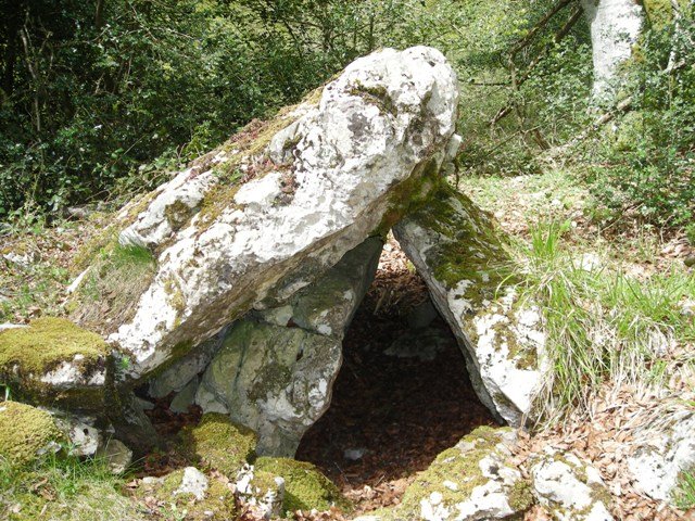 Seakoain hegoko  trikuharria