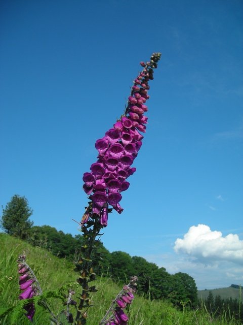 Kukuprakak  (digitalis purpurea)