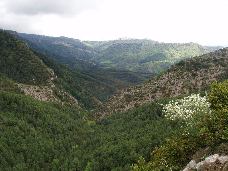 Toboko sakanaren panoramika