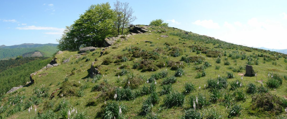 HMko bizkarreko pasarte bat