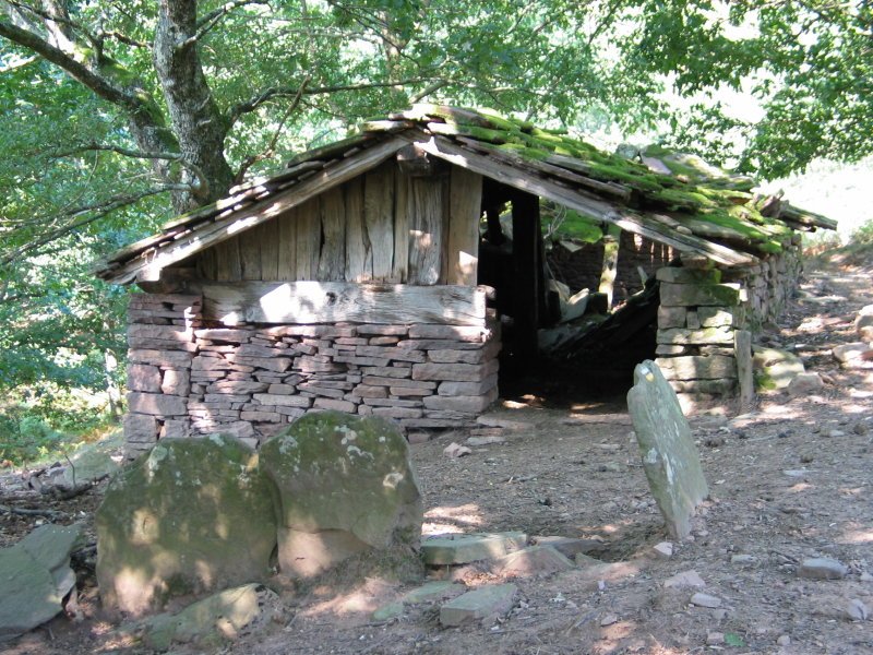 Ardi borda bide bazterrean