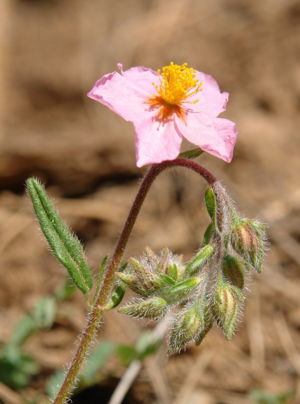 Helianthemum generoko lore bat