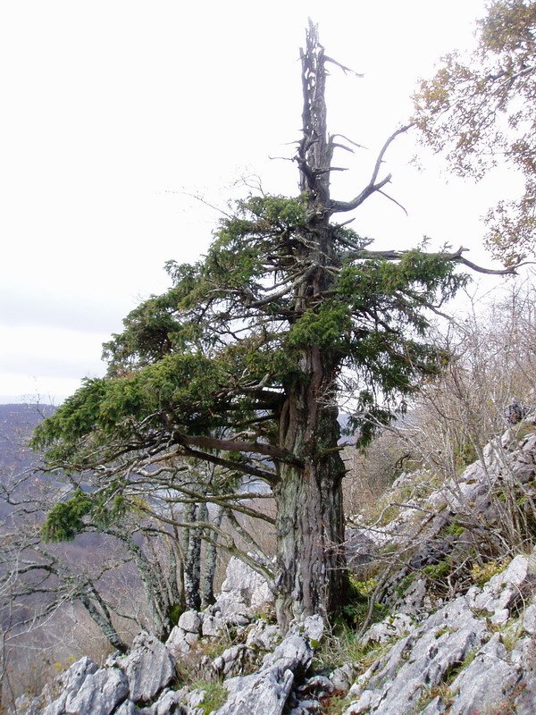 Agin bat hego isurialdean