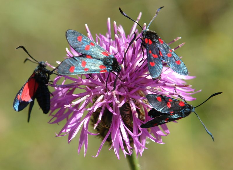 Lau tximeleta lore berean