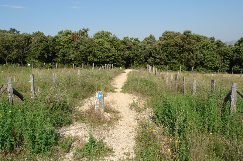 Santio bidea iparraldeko basoan sartzen