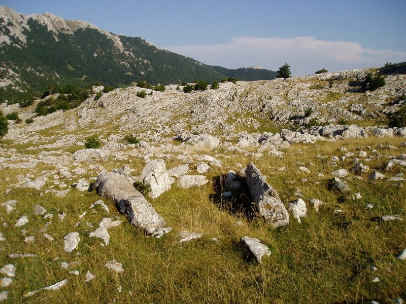 Kalparmuñobarrena trikuharria