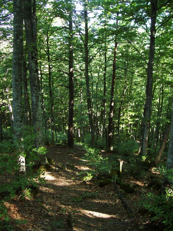 Beieguko ipar isurialdeko basoa