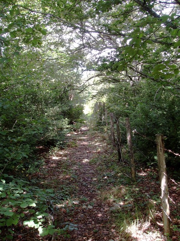 Bidea hesiaren ondoan