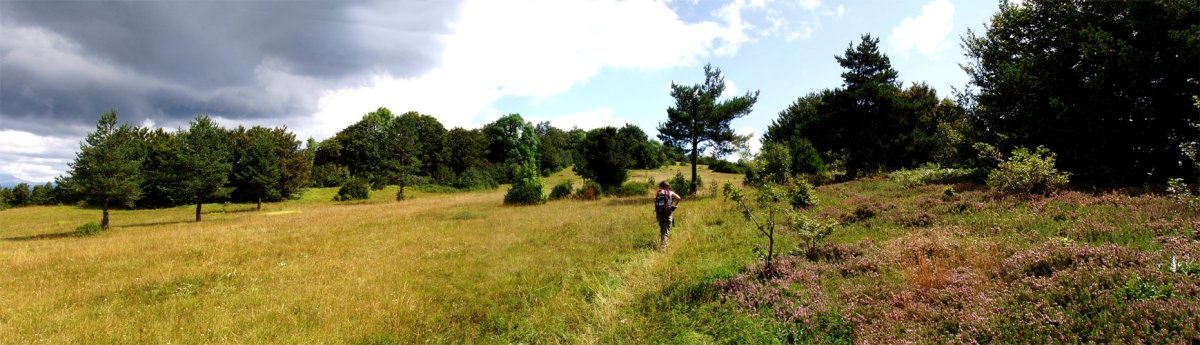 Gainaldeko belardiak