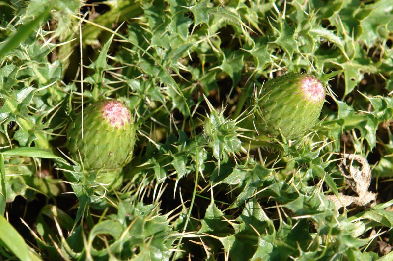 Zabaldu gabeko loreak