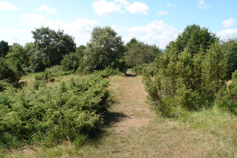 Tontorrerako bidea azken txanpan