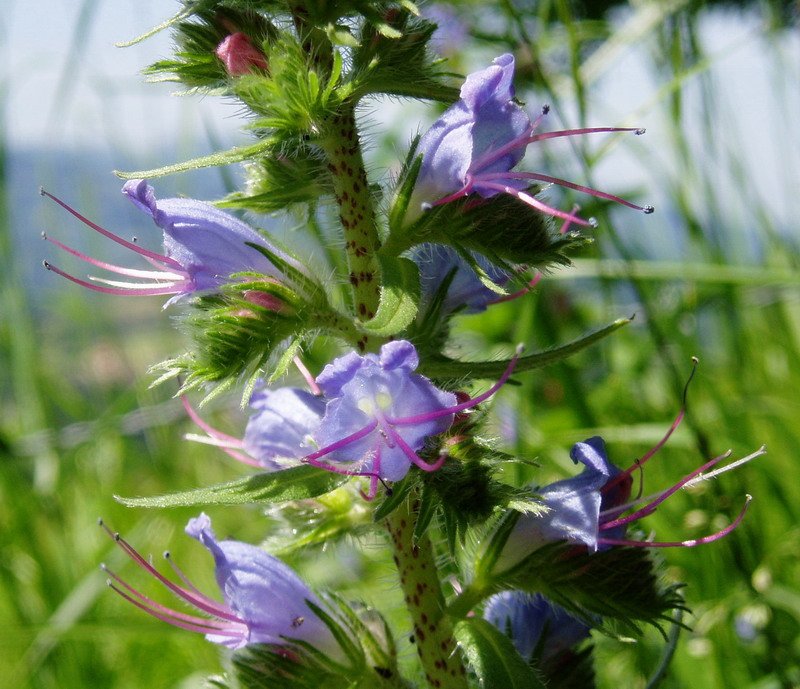 Idimia edo sugegorri-belarra (Echium vulgare)