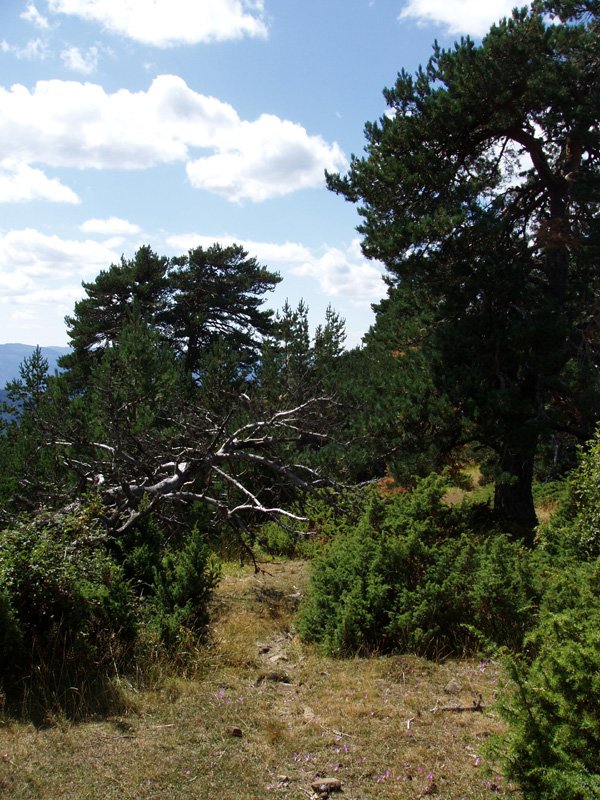 Puntatxamarreko bidean