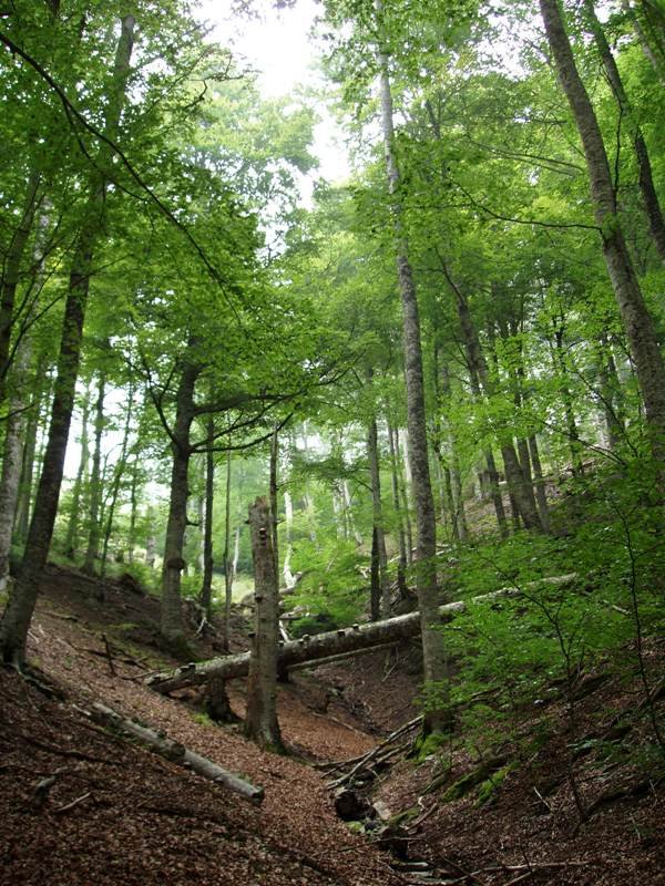 Iratiko basoa, Oriongo lepoaren inguruetan