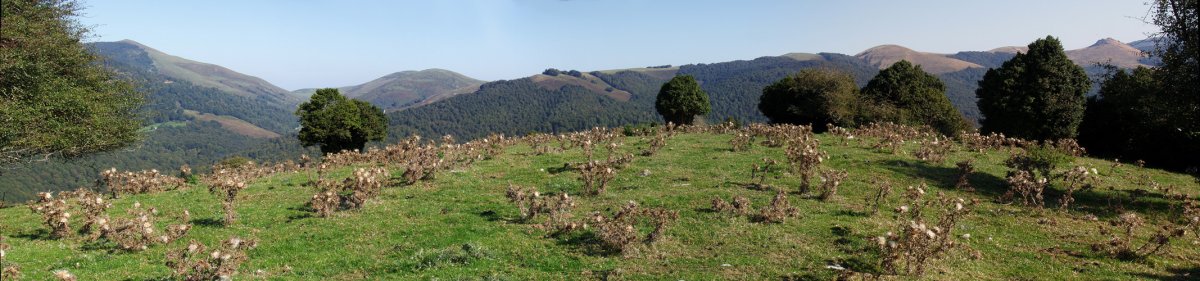 Aritzarteko gailurra