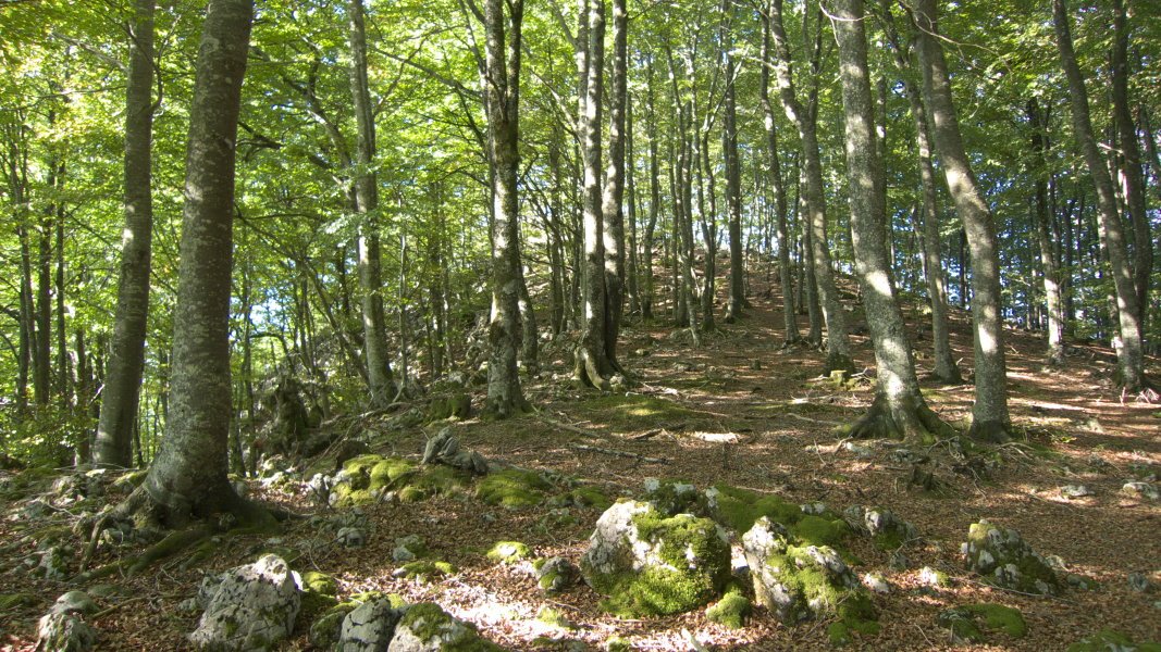 Tontorra basoaren mendean