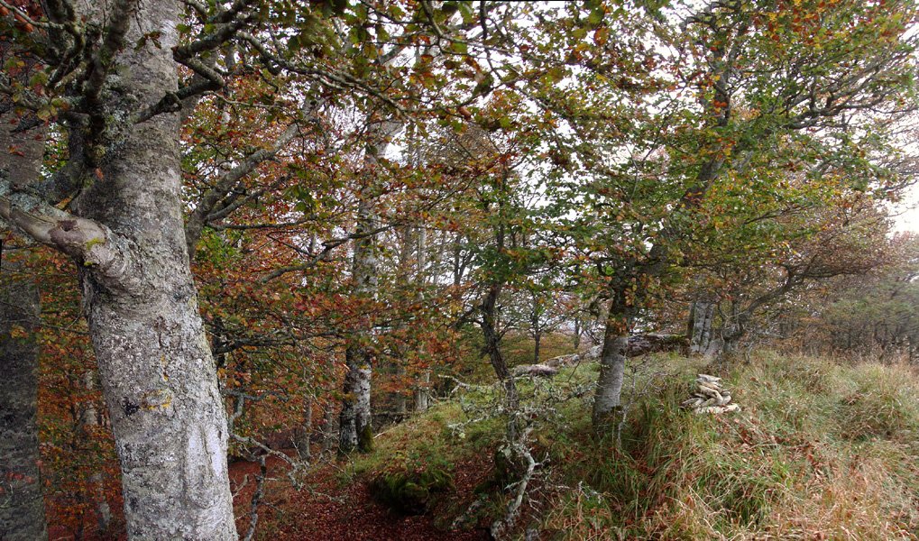 Mozoloandiko gailurra