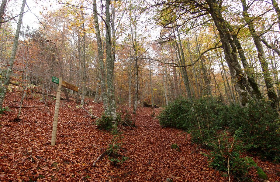 PR baten seinalea, Araxamendiko basoan