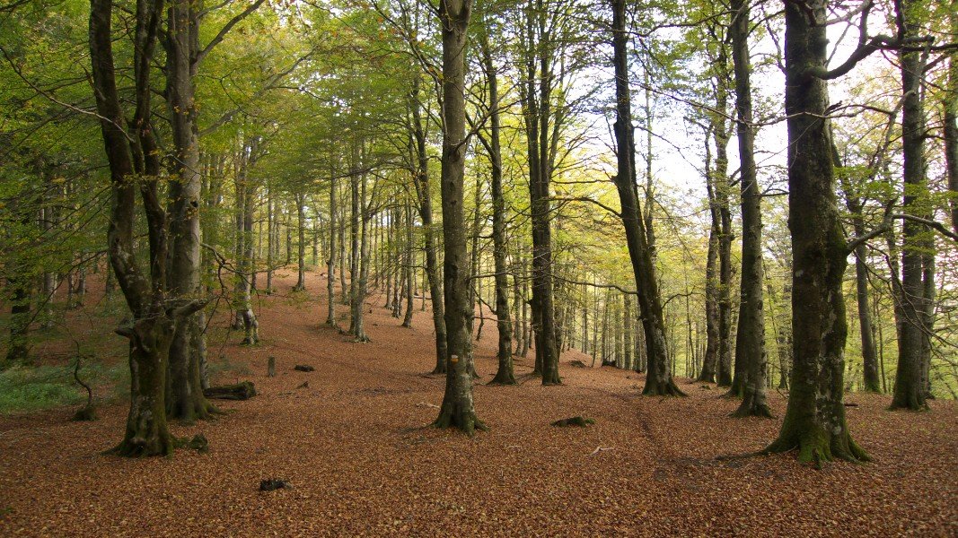 HM bizkarreko pasarte bat