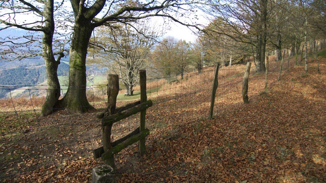 Harpausua gaina banatzen duen hesian