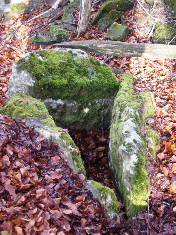 Saratxakolegiko trikuharria