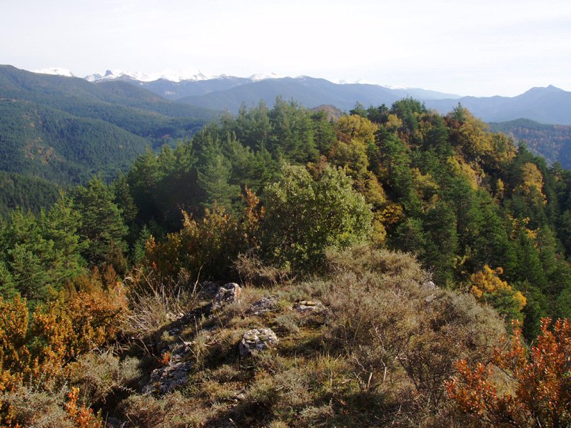 Gailurra buzoirik gabe