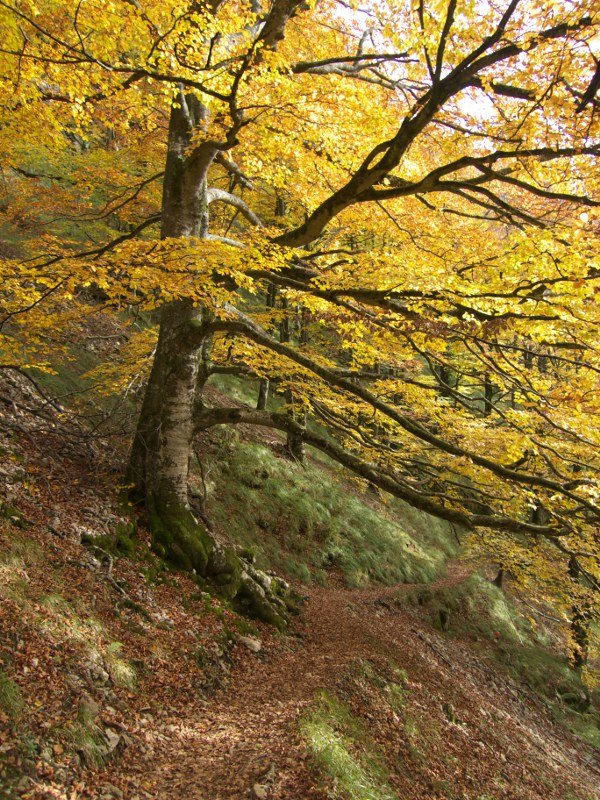 Lizarrusti eta Lareo arteko bideko pasarte bat