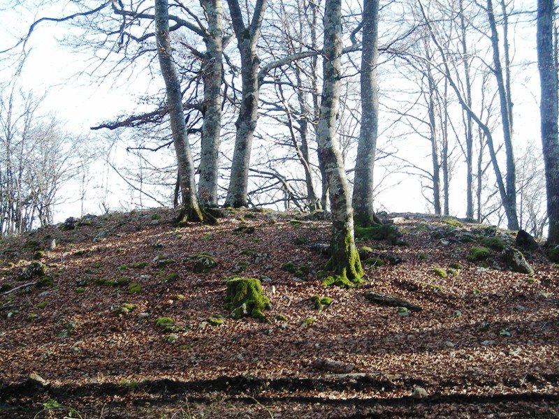 Kortagaña trikuharria