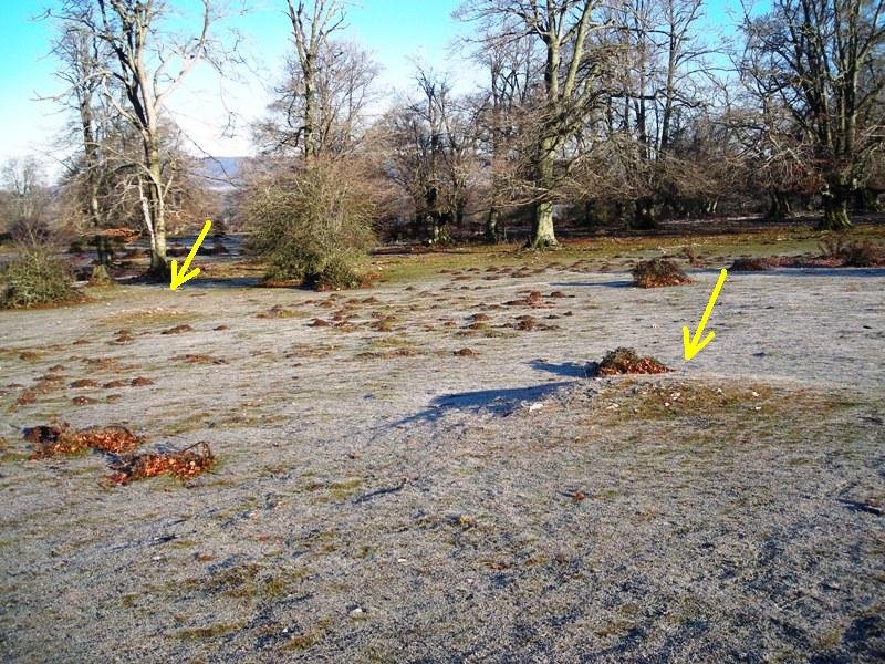 Zurgaina  campo  tumular