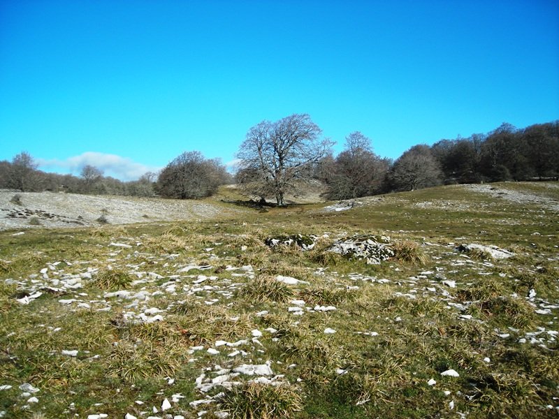 Bekosare trikuharria