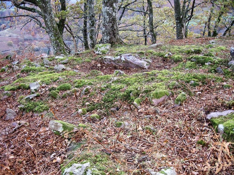 Olarko Harri trikuharria