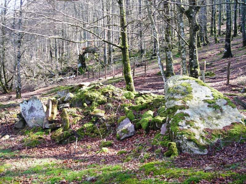 Loiketa  4  trikuharria