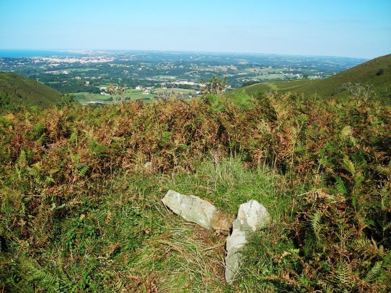 Usatuita trikuharria