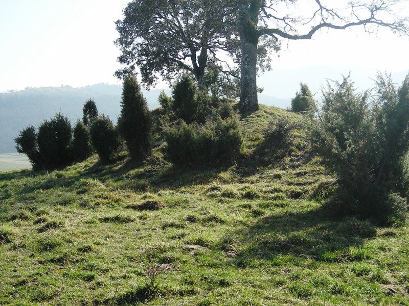 Laurimendi   trikuharria