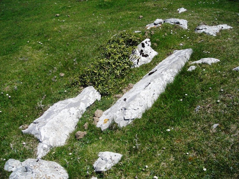 Uelogoena II hego trikuharria