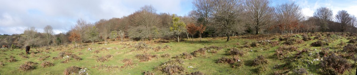 Tumuluak txilar eta ipuru artean sakabanatuta daude