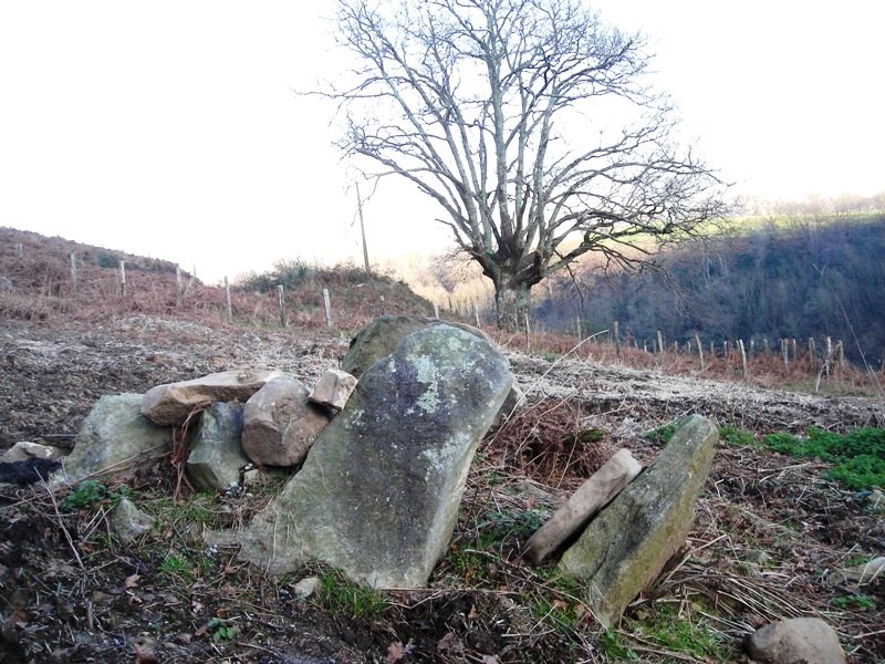 Arrixabale trikuharria