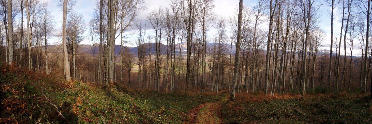 Orreaga inguruko mendiak iparraldeko basotik