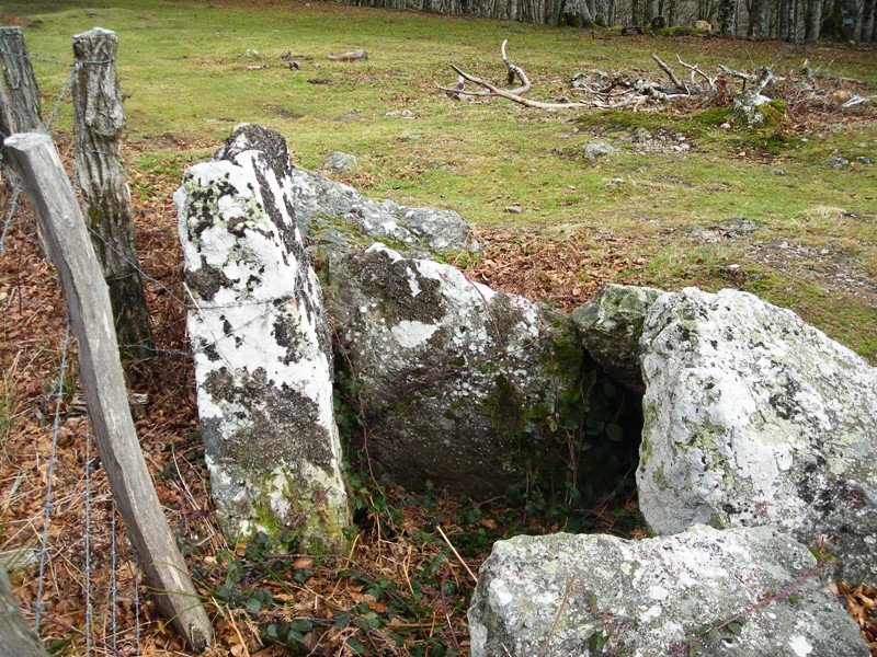 Lindus 1 hego trikuharria